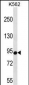 CSDE1 Antibody (C-term)